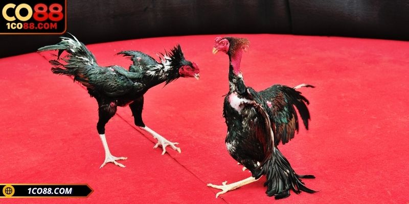 Điểm nổi bật của đá gà C1 thu hút người chơi