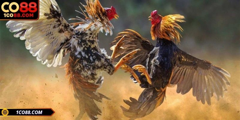 Trải nghiệm Đá Gà CO88 cực dao