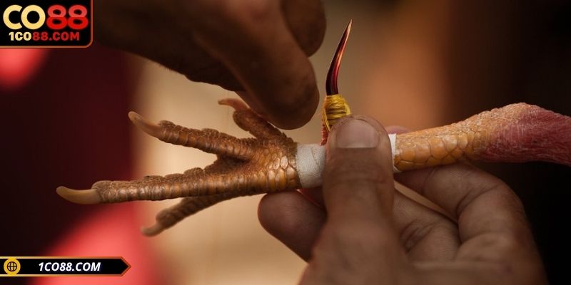 Giới thiệu tổng quan về bộ môn đá gà cưa sắt