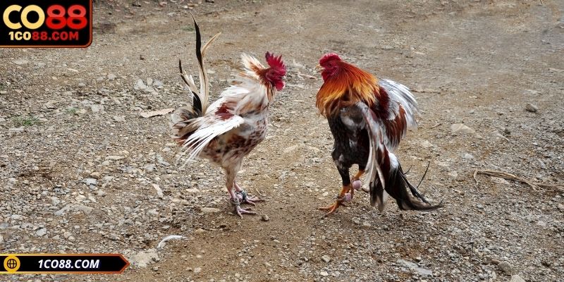 Những lợi ích mà ít người biết khi tham gia đặt cược