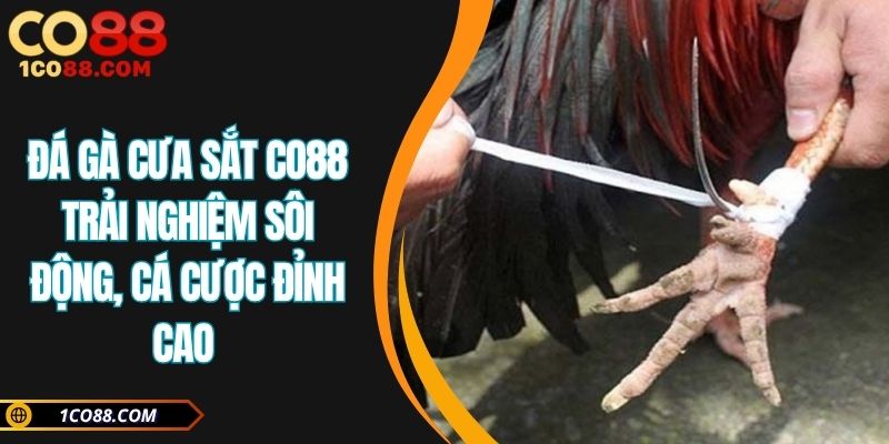 Đá gà cưa sắt CO88