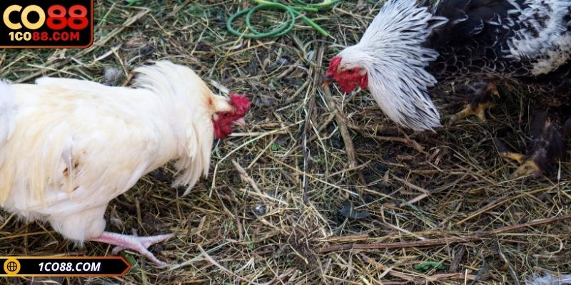 Các thuật ngữ đá gà trong thi đấu chuyên nghiệp
