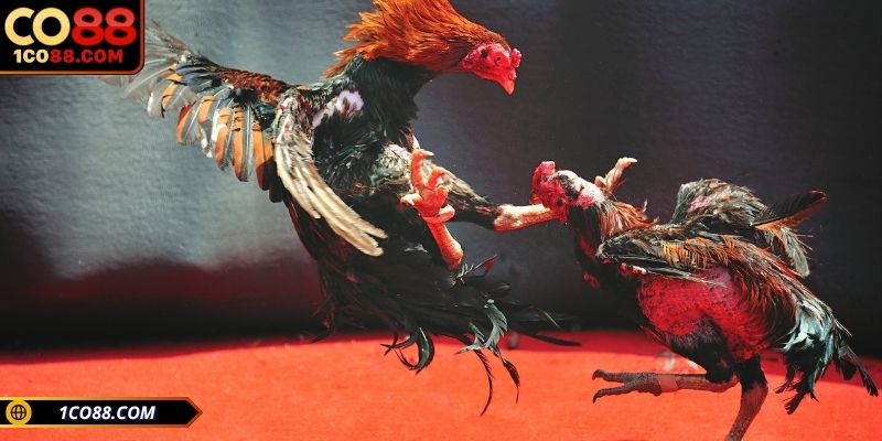 Giai đoạn nuôi chiến kê và những thuật ngữ không thể bỏ qua