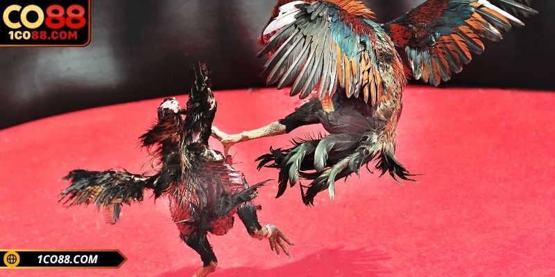 Vì sao nên hiểu rõ các thuật ngữ khi chơi?