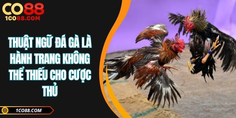 Thuật ngữ đá gà